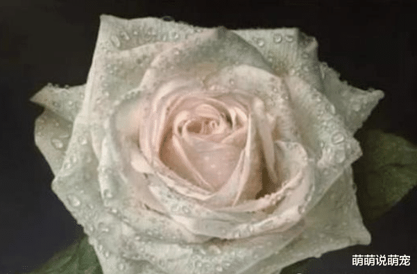 心理學測試：你覺得哪朵玫瑰花是畫出來的？測出你最近的感情狀況？-圖3
