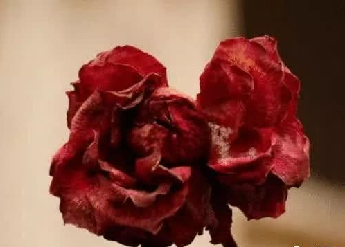 心理學測試：哪朵玫瑰花讓你感覺悲傷？測你在今年會被誰傷到心！-圖2