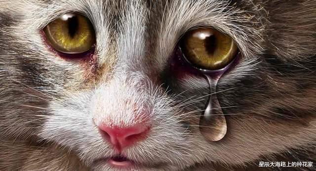 黑猩猩|表面上一夫一妻的动物,私底下混乱不堪!它们无法经受交配的诱惑!