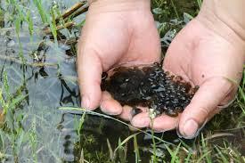 「蛋白质」稻田里的这个野味，人称“土燕窝”，蛋白质是牛肉的2倍，别错过