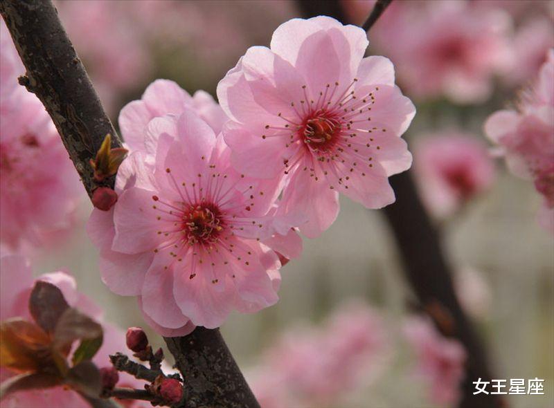 『生肖』7月7号紫气缠身,脚踩聚宝盆,日有斗金入账的3大生肖