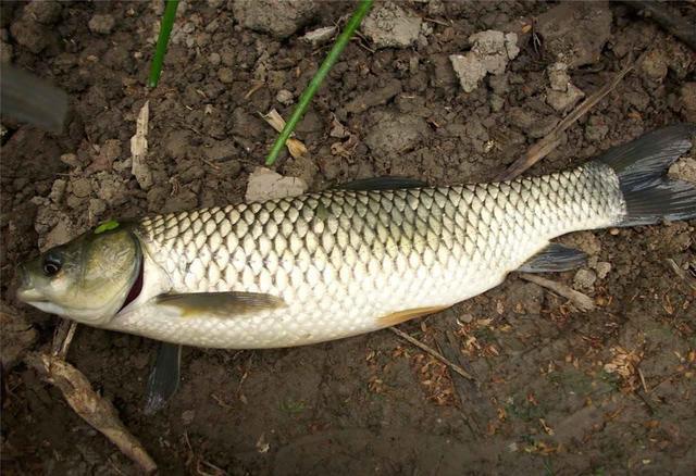鱼塘@钓鱼界的“重武器”，堪称淡水鱼的“克星”，过河钓有何过人之处