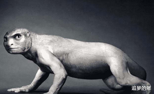 科学家：科学家大胆猜测: 人其实也是条鱼, 祖先是从鱼进化而来?