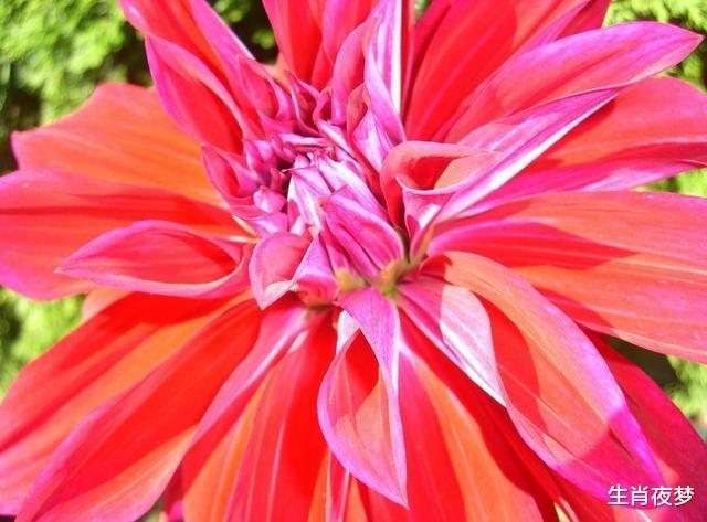 【生肖】4月，旧情羁绊，旧爱难断，3生肖不愿做过客，回头重新倒追爱人