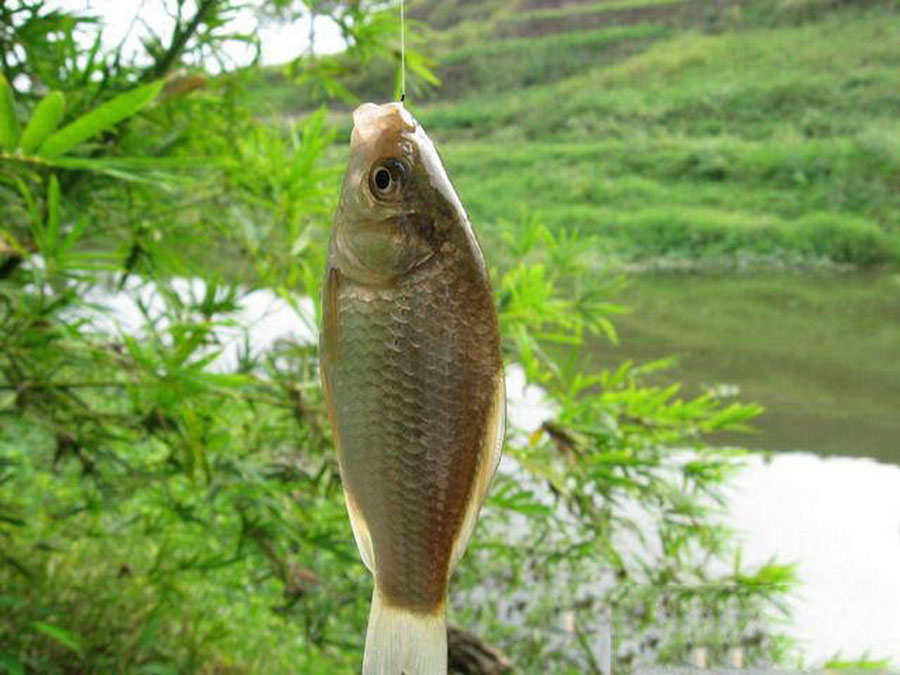 饵料▲忆童年,我的家乡是钓鱼人向往的天堂