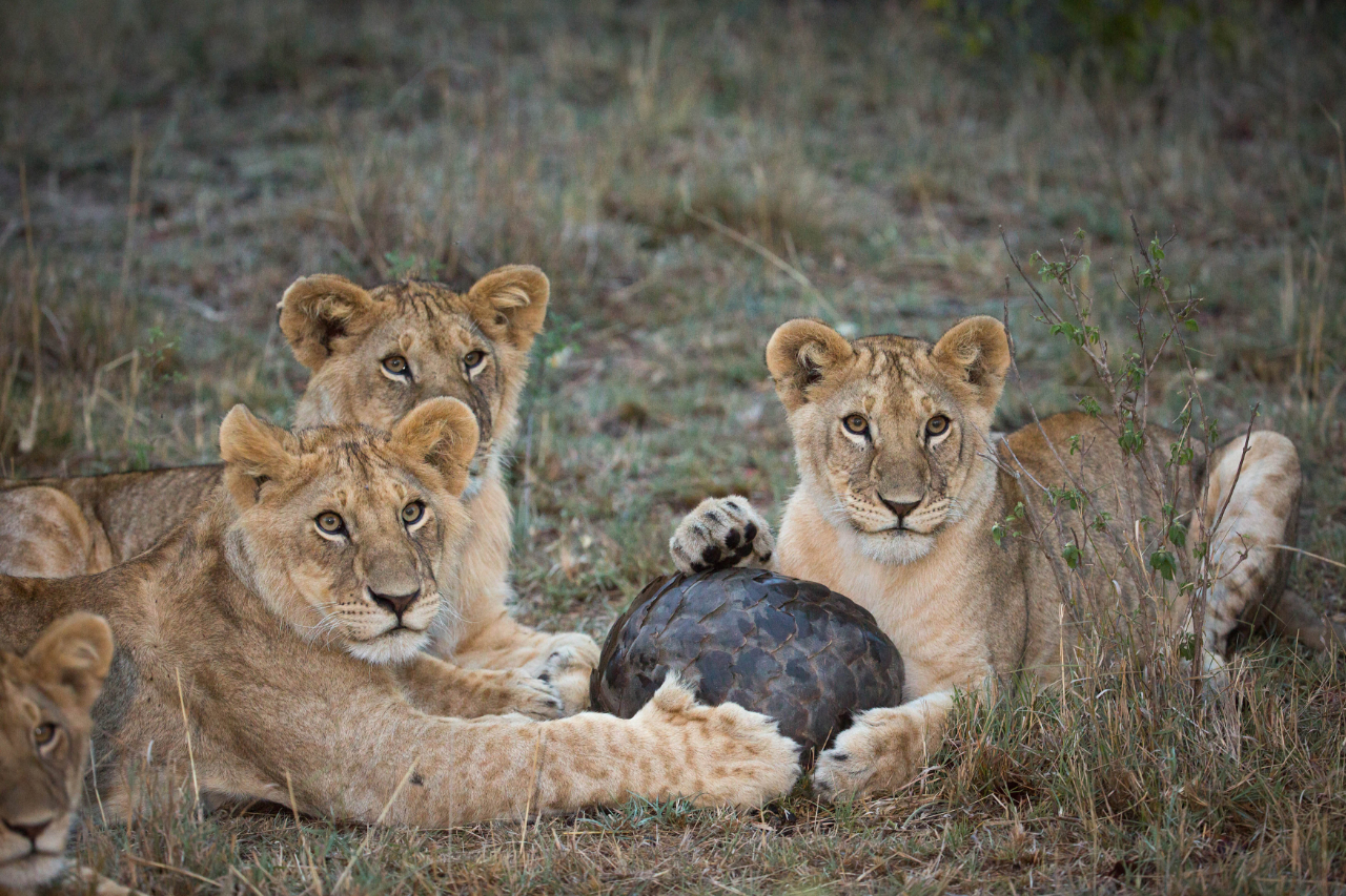 穿山甲▲穿山甲：兽王血统食蚁心，全球被走私最多的野兽