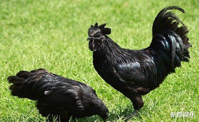 乌鸡|论马赛克的妙用，哈哈哈～不看原图能让人浮想联翩！