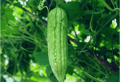 [癌细胞]祛湿“最狠”的5种食物，每天吃一点，排出老湿气，身体也清爽了