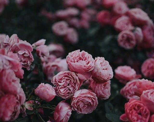 生肖|智商很高，难以按套路出牌的星座，头脑好，善于应对很多场合