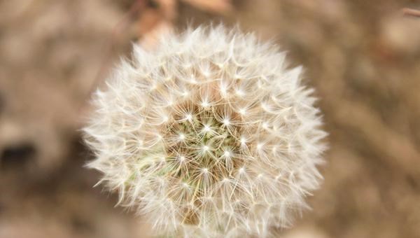 乙肝|用蒲公英泡水喝能治乙肝，是真的吗？肝病医生告诉你实情