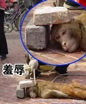 『大象』让人类羞耻的30张图