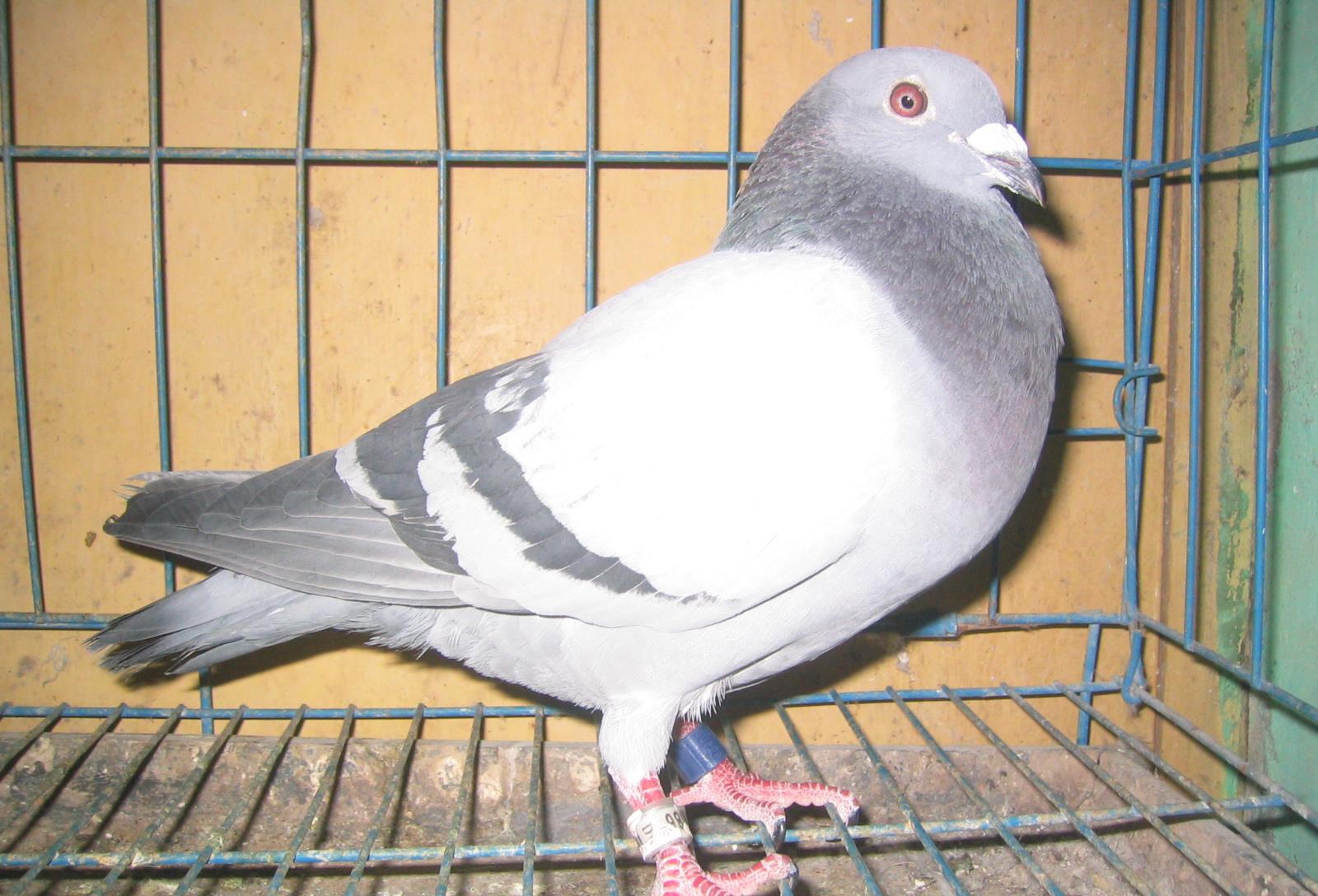 鸽眼大师，也常常打眼