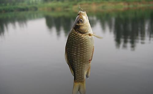 饵料|野钓时如何能调出大鱼?