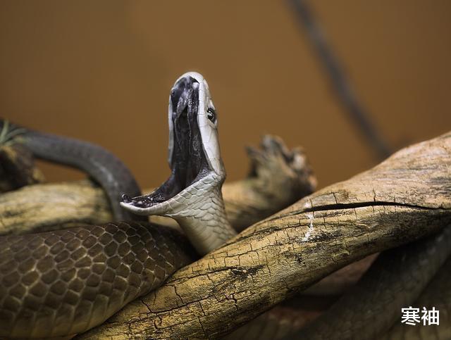 #毒蛇#“世界蛇王”：他创下与蛇群接触最长纪录，幼年自曝毒蛇让我兴奋