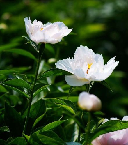 |9月中旬,4属相迎来好运,财源广万事兴,身体健康,富贵有余