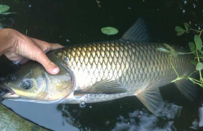 |野钓没有实战的理论是对鱼耍流氓，钓鱼进阶路，常犯错误您占几条