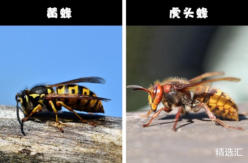 【乌鸦】自然冷知识:通常很容易被人们认错的8对动物