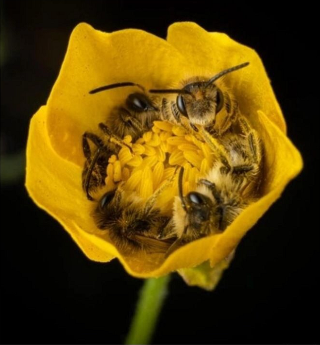 蜘蛛|涨姿势了，26张图告诉你世界又多奇妙！