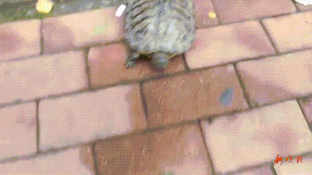 半岛晨报|河里捞出一“外来入侵物种”，20cm长！专家：极其凶狠