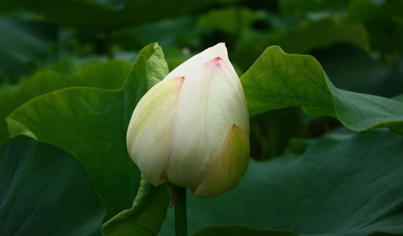 生肖|8月5号起,财运更上一层楼,事事顺利,不愁没钱四大生肖