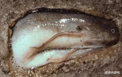 「」非洲“假死鱼”,晒成鱼干还再能活5年,遇水3秒就复活!