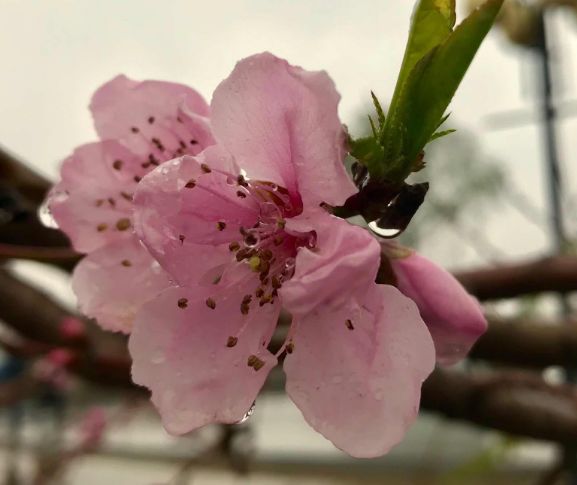 「」未来3年不愁钱财的生肖，大运傍身，赚钱如流水，钱多的花不完