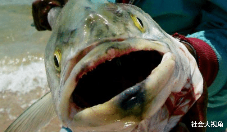 【三文鱼】加拿大首例感染者来自美国，冷藏三文鱼出口：将病毒空运到海鲜市场？