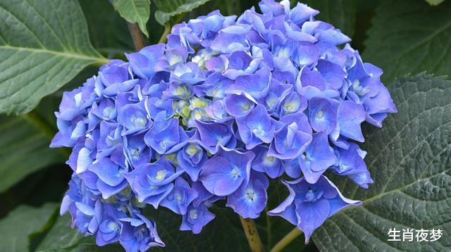 『生肖』5月，兜兜转转，越爱越深，3生肖痴心于旧情人，坚决爱，不放手