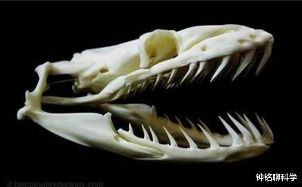 #蟒蛇#巨蟒有天敌吗？它的天敌是什么？