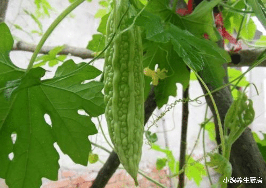 『火锅』买苦瓜时，挑直的还是弯的？老菜农说漏了嘴，以后别再乱买了