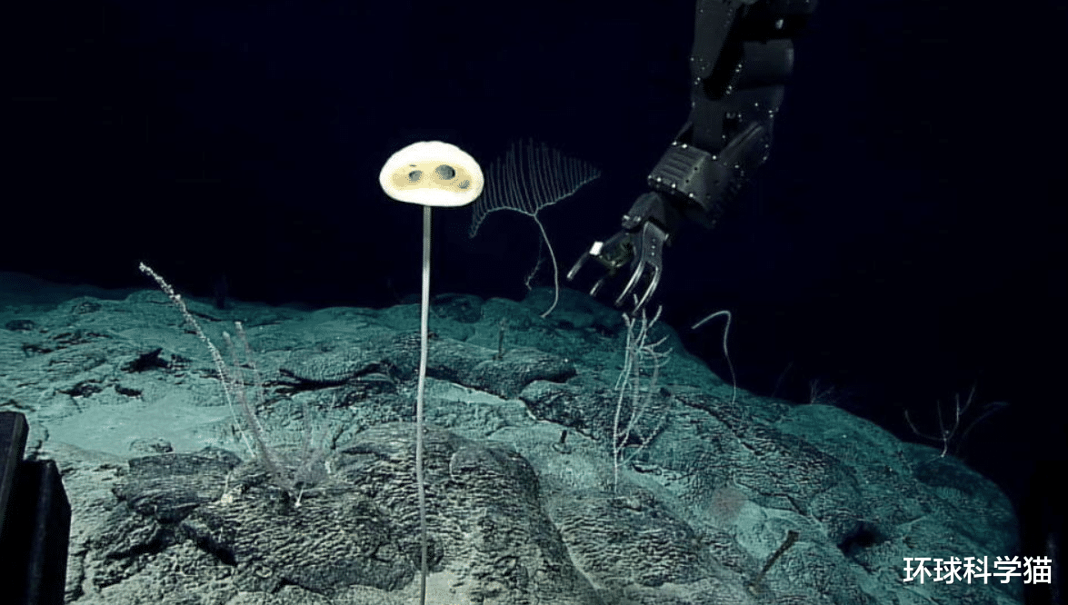 玛雅人|地下2028米发现怪异物种!科学家:有细长“脖子”、巨大“眼睛”