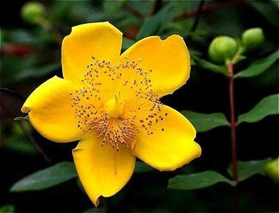 运势|9月开头万事大吉！运势超旺的生肖男女，看看会是你吗？