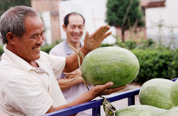 【西瓜】西瓜也分公母，母的最甜，瓜农：牢记3个窍门，一看分辨公母