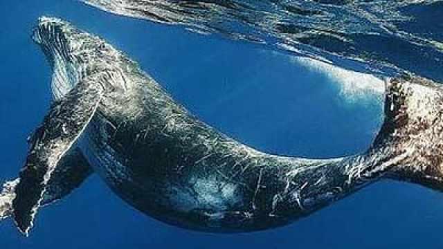 []深海里有比蓝鲸还大的巨型动物吗？这些年我们猜错了，答案想不到