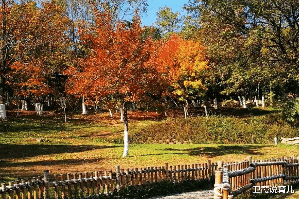 青岛市|青岛一公园走红，环境优美游客众多，不收门票吸粉无数