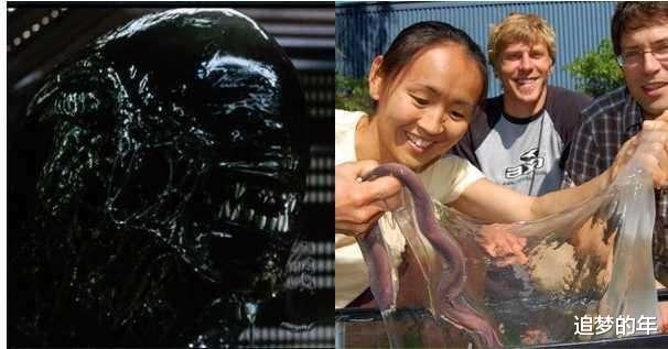 【裸鼹鼠】这些酷似异形的生物，的的确确是生活在地球上的，有些可怕