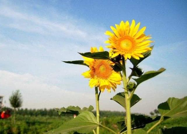 『生肖』十二生肖中，下半年有贵人鼎力相助，进步非常大，赚钱多多的生肖