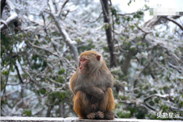 运势|88岁高僧说了：生肖猴10月初要大难临头，能躲过必后福无穷！