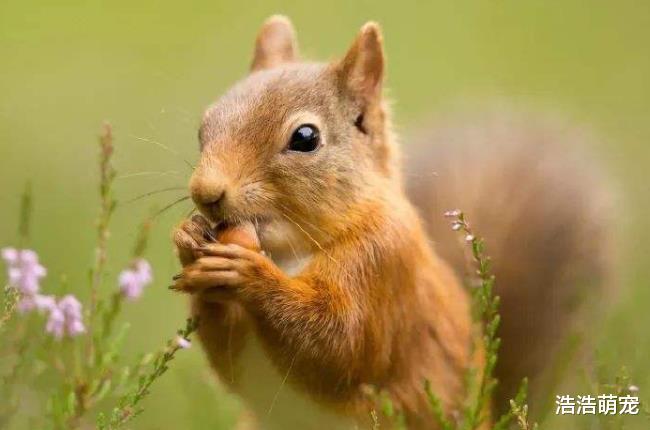 这5种宠物特别粘人，尤其第一种，宠主不理它真的会死