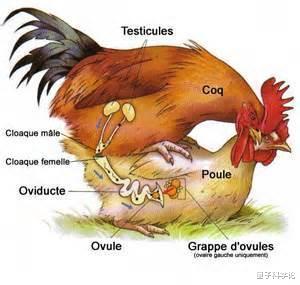 「基因」鸟类没有「丁丁」,是如何交配的?