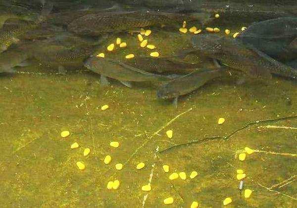 「风光580」钓友问：有的钓友偏好打重窝，真有这个必要吗？