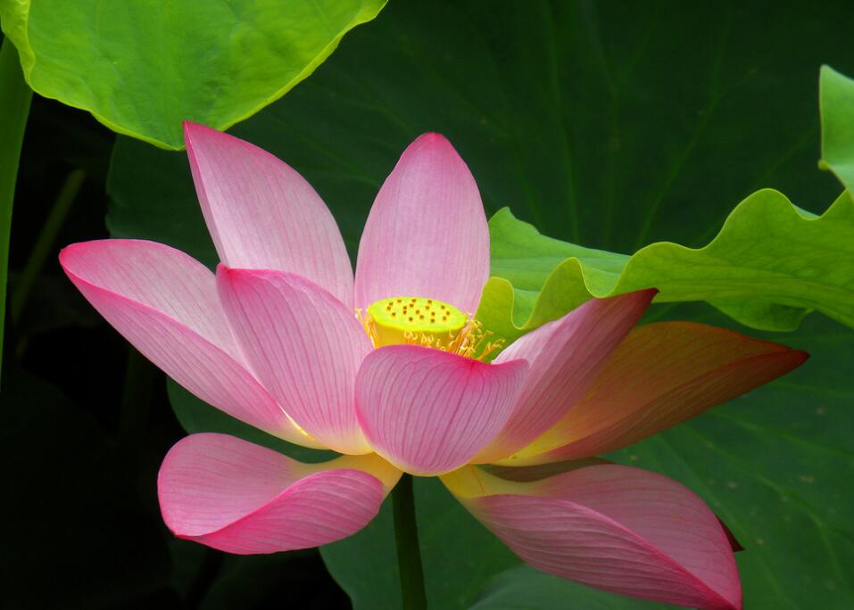 大旺|9月中横财运大旺,3大属相盼来好运,事业一马平川,财门打开