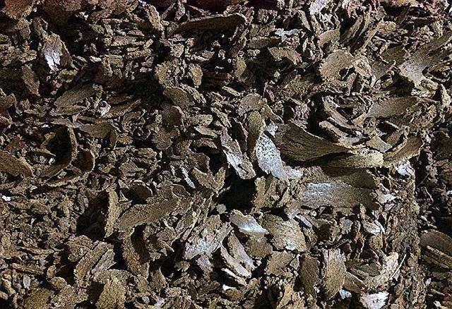 『』钓鱼:不要小看菜籽饼, 这样加工它们,诱鱼效果显著!