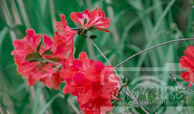 山间娇美的映山红,竞相绽放的红艳花朵非常漂亮,花开自然美丽