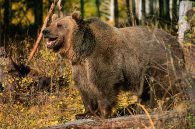 「青海」母子遭熊袭击，7岁儿子目睹妈妈被熊叼走，2人施救途中遇袭身亡