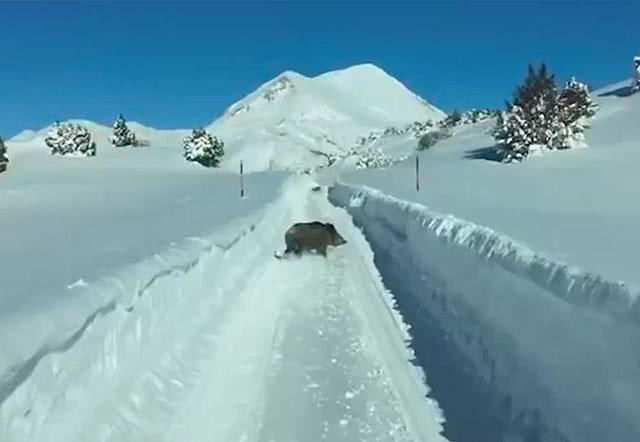 看到汽车就要冲过来，本想来硬碰硬，临了野猪却秒怂