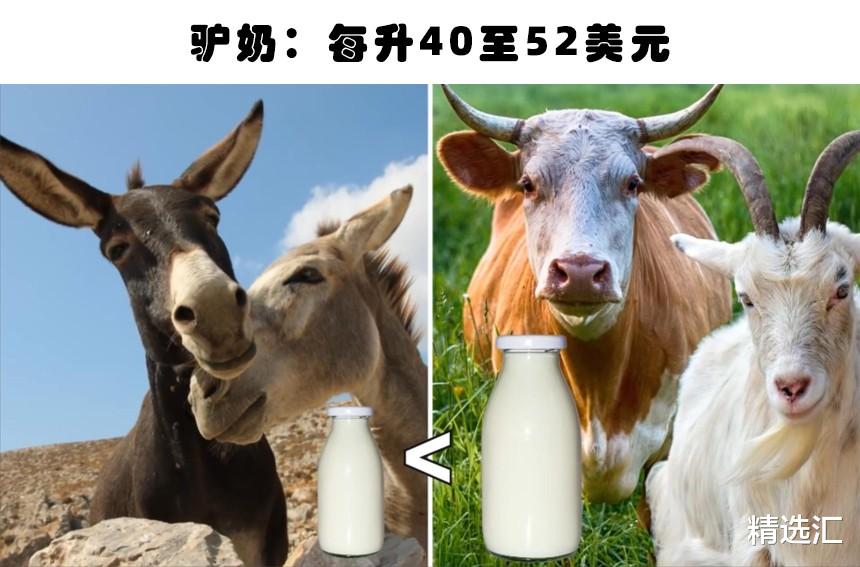燕窝|奢侈的液体：从生物身上排出的5个极为昂贵的液体