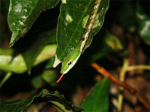 @世界最大鸟巢,住500只鸟,为何无人敢掏鸟蛋?本地人:谁敢去掏