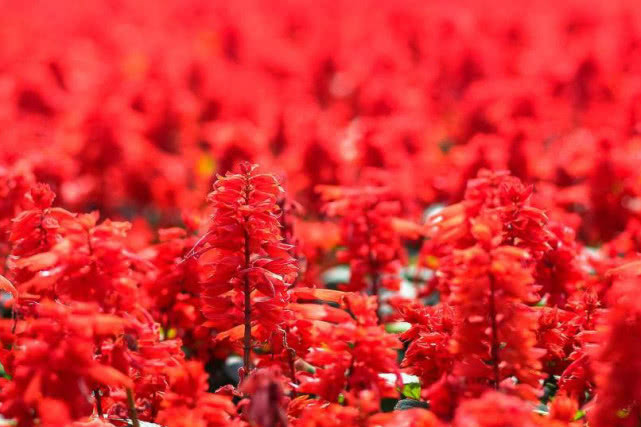 运势▲喜事多，5月下旬起，3生肖运势上上签，必将得财得利，心想事成