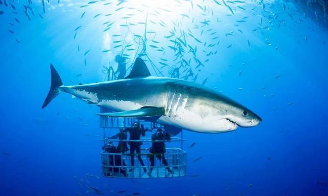 鲨鱼■为什么鲸鱼上下摆尾，鲨鱼却左右摆尾？哪种方式游泳效率更高？